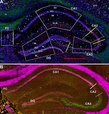 Characterization of Oxytocin Receptor Expression Within Various Neuronal Populations of the Mouse Dorsal Hippocampus